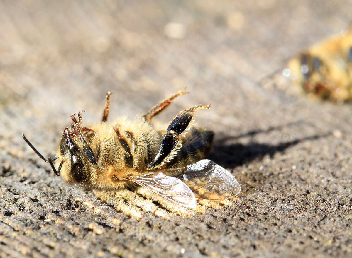 Sad dead bee